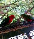 King Parrots
